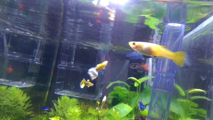 水族新手請益~~孔雀與紅球