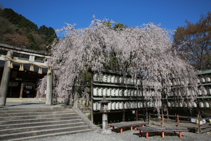 2015 京都大石神社櫻花