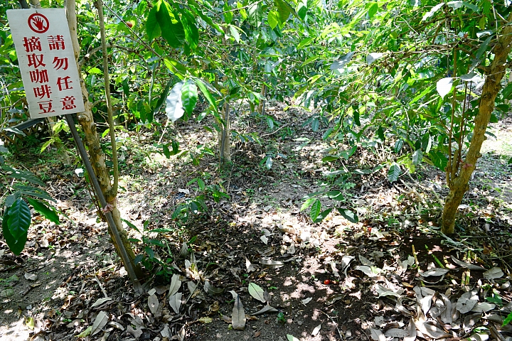 大樹有機鳳梨、玉荷包，還可以到紅豆咖啡喝大樹產的咖啡哦！