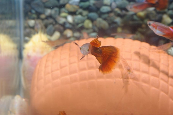 K20D 20150425 只有孔雀魚