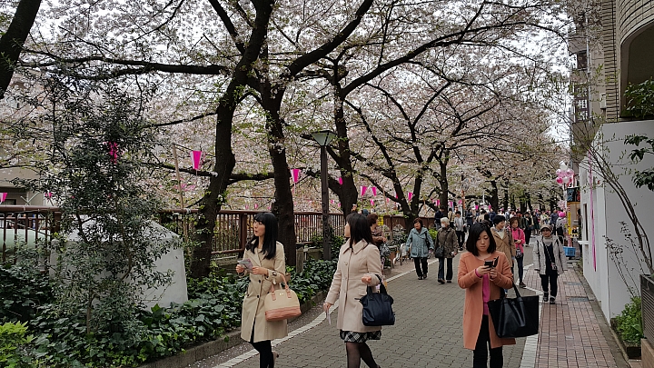 NOTE 4 旅遊東京 賞櫻 照片分享 (圖多)