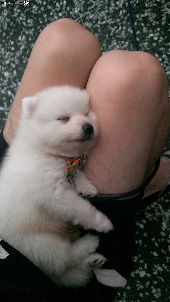請問這隻是狐狸犬還是博美?
