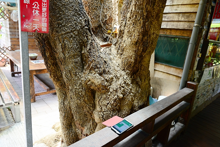 大樹有機鳳梨、玉荷包，還可以到紅豆咖啡喝大樹產的咖啡哦！
