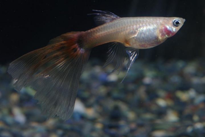 K20D 20150425 只有孔雀魚