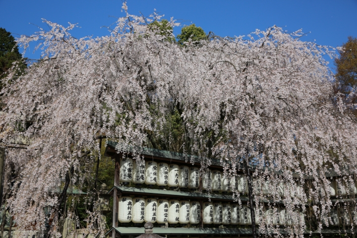 2015 京都大石神社櫻花