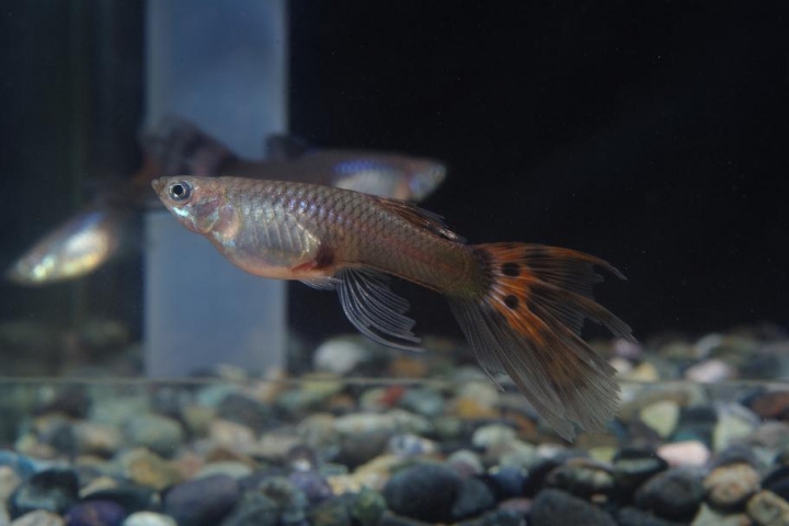K20D 20150425 只有孔雀魚