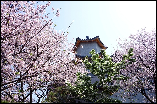 2015.03.29【單車遊記】浪漫花田海芋之旅