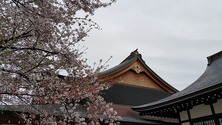 NOTE 4 旅遊東京 賞櫻 照片分享 (圖多)