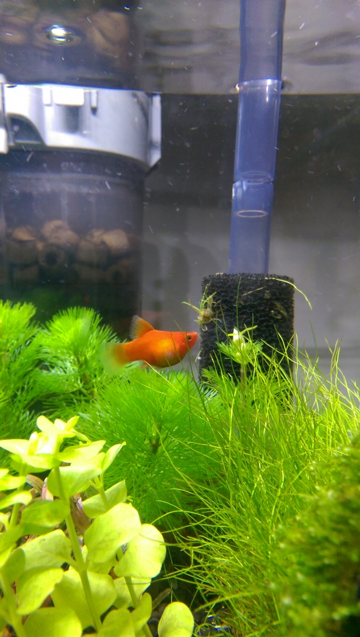 水族新手請益~~孔雀與紅球