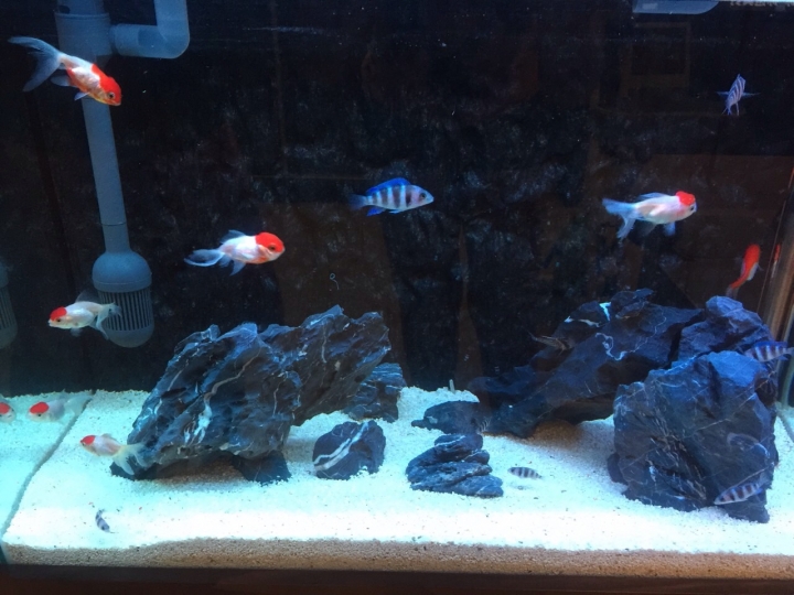 分享 ~ 2尺缸挑戰 薩伊藍六間 vs 獅頭金魚 混養
