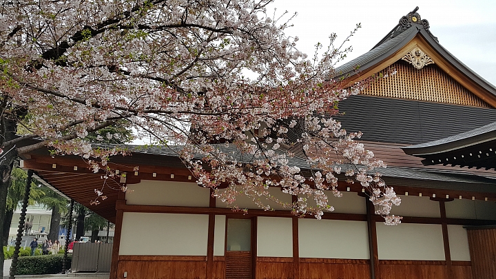 NOTE 4 旅遊東京 賞櫻 照片分享 (圖多)