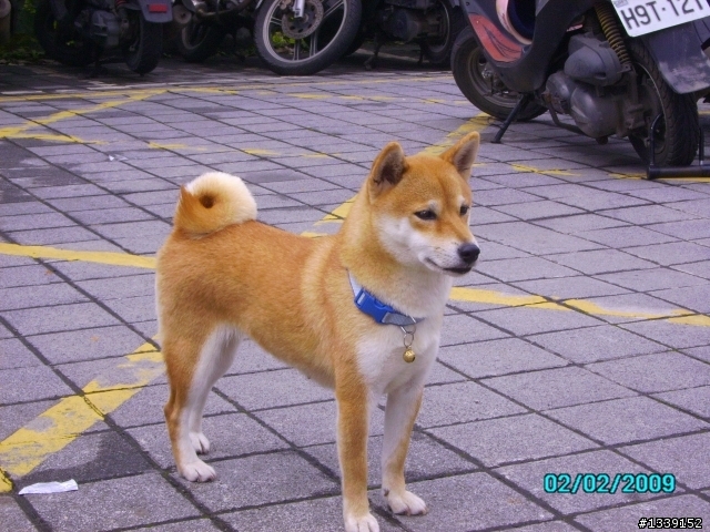 小米失蹤了