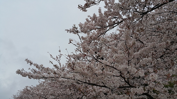 NOTE 4 旅遊東京 賞櫻 照片分享 (圖多)