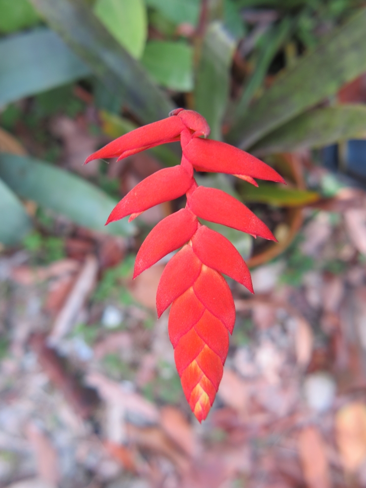 空氣鳳梨,Tillandsia dyeriana 黛安娜 來花了!