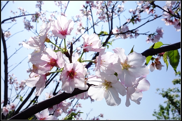 2015.03.29【單車遊記】浪漫花田海芋之旅