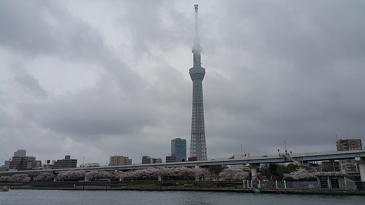 NOTE 4 旅遊東京 賞櫻 照片分享 (圖多)