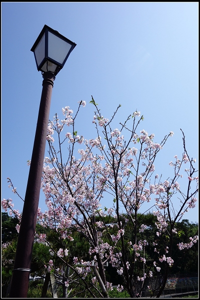 2015.03.29【單車遊記】浪漫花田海芋之旅