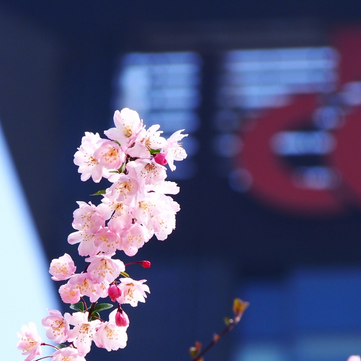 EPL6 櫻花