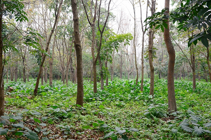新埤鄉建功森林親水公園
