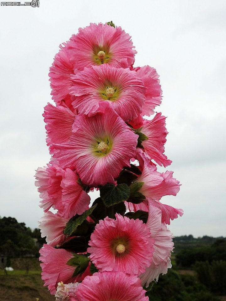 Nikon P900 的夥伴們 ～ 一起來分享照片吧！