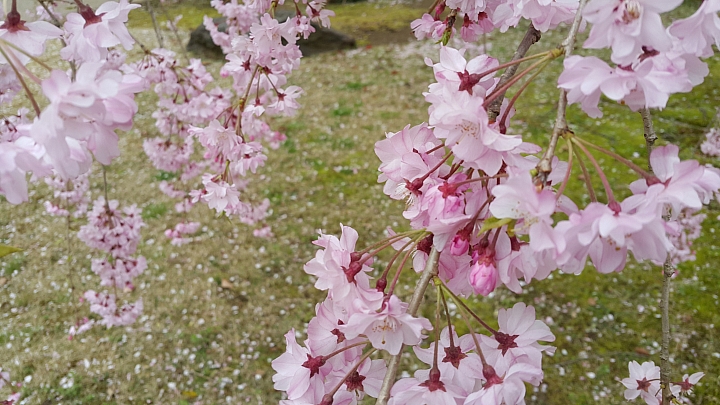 NOTE 4 旅遊東京 賞櫻 照片分享 (圖多)