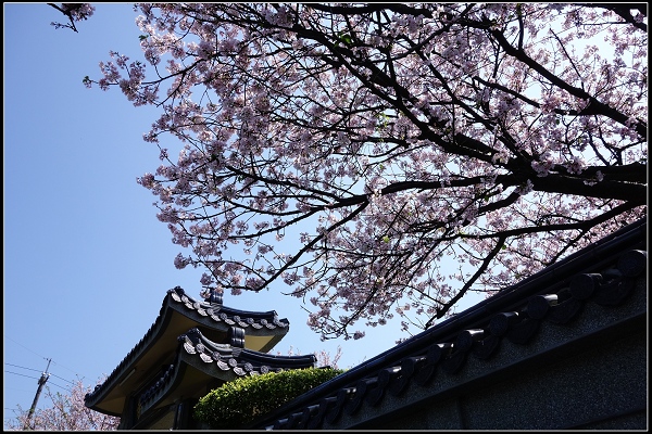 2015.03.29【單車遊記】浪漫花田海芋之旅