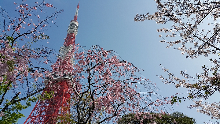 NOTE 4 旅遊東京 賞櫻 照片分享 (圖多)