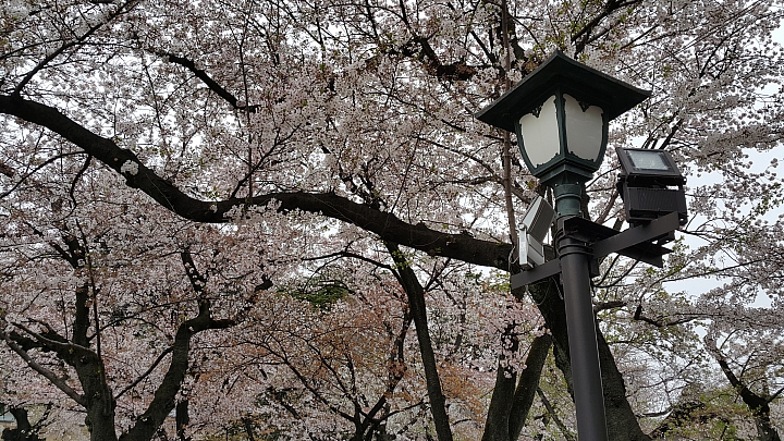 NOTE 4 旅遊東京 賞櫻 照片分享 (圖多)