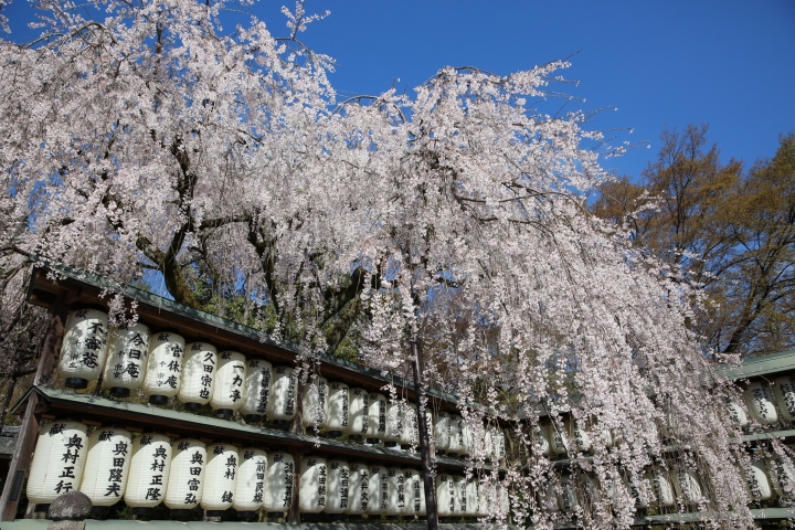 2015 京都大石神社櫻花