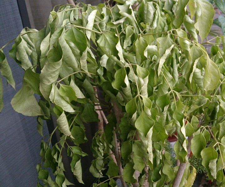 這旺旺樹還有得救嗎?