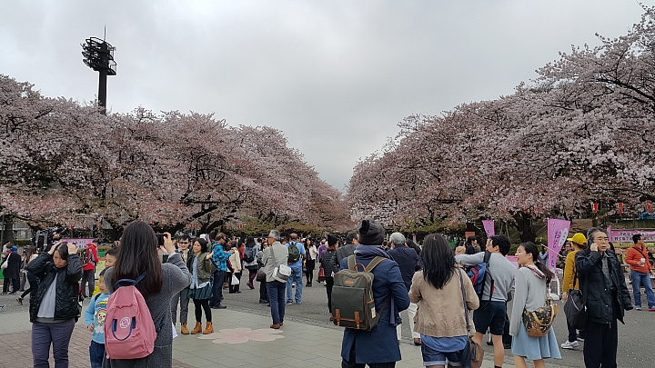 NOTE 4 旅遊東京 賞櫻 照片分享 (圖多)