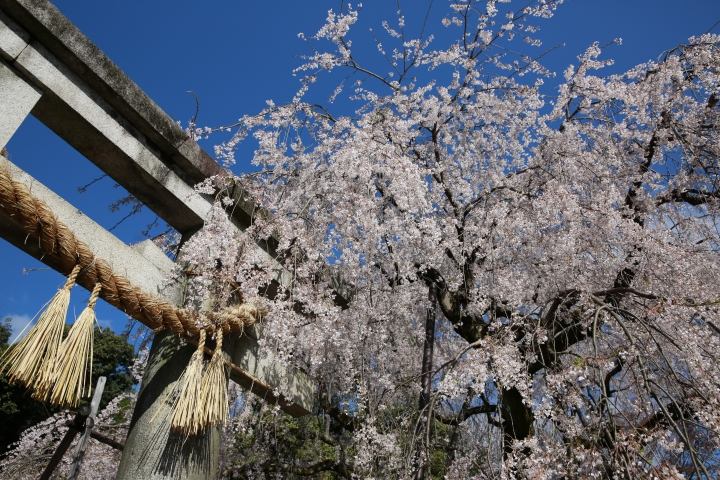 2015 京都大石神社櫻花