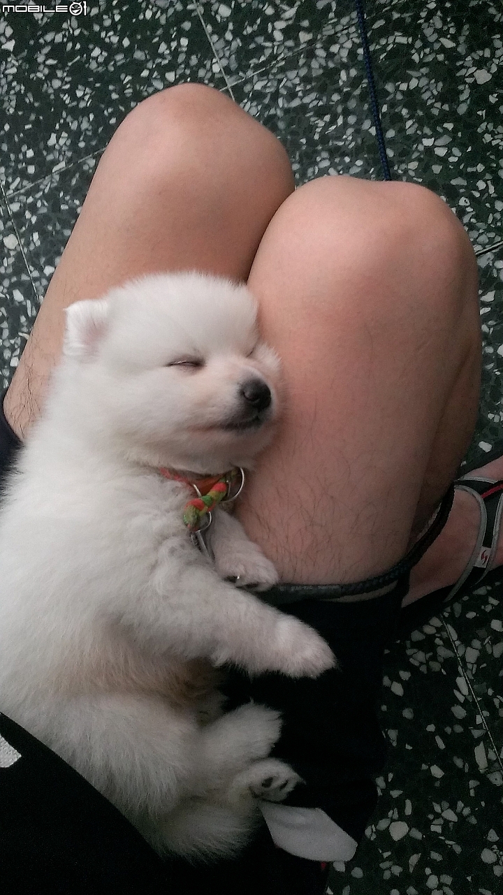 請問這隻是狐狸犬還是博美?