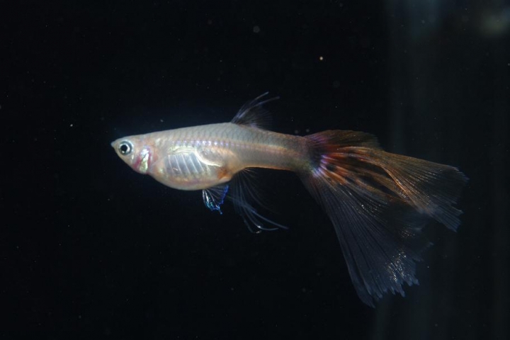 K20D 20150425 只有孔雀魚