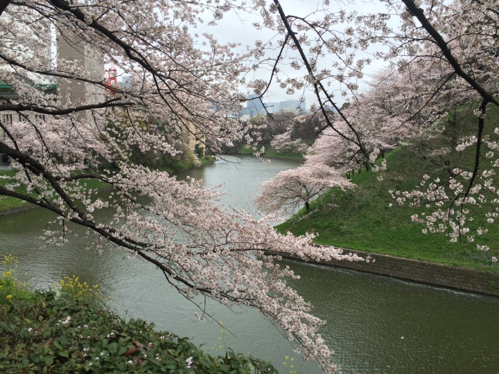 2015 櫻花大作戰, 很好用的櫻桃網路-Crerry On-line