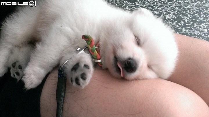 請問這隻是狐狸犬還是博美?