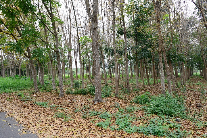 新埤鄉建功森林親水公園