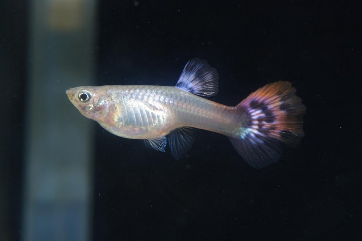 K20D 20150425 只有孔雀魚