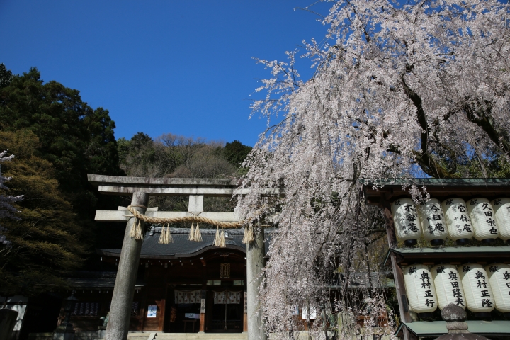 2015 京都大石神社櫻花
