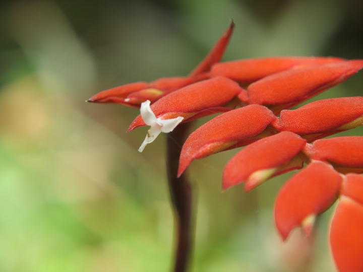 空氣鳳梨,Tillandsia dyeriana 黛安娜 來花了!