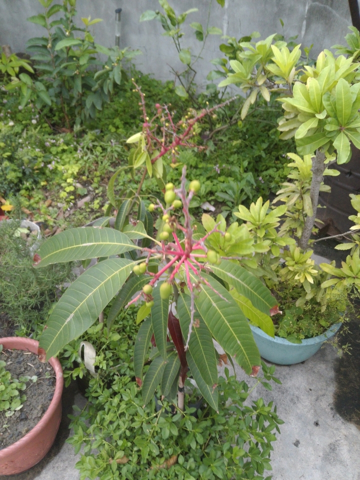 用蒼蠅來授粉的芒果樹