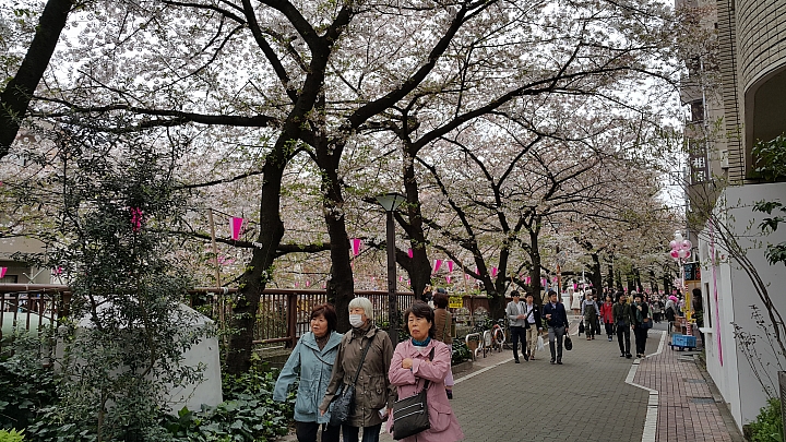 NOTE 4 旅遊東京 賞櫻 照片分享 (圖多)