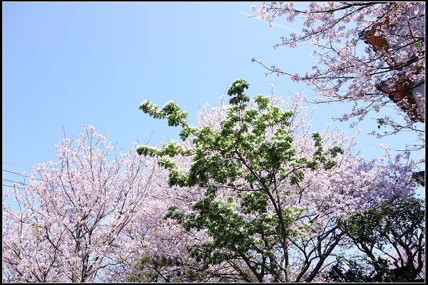 2015.03.29【單車遊記】浪漫花田海芋之旅