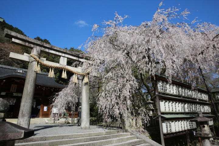 2015 京都大石神社櫻花
