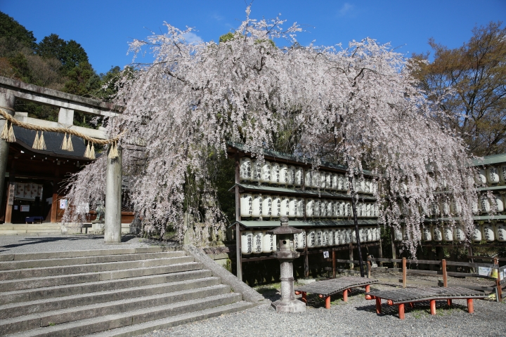 2015 京都大石神社櫻花