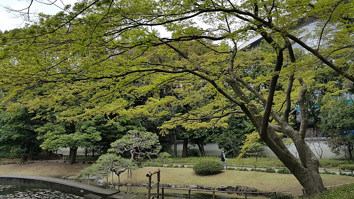 NOTE 4 旅遊東京 賞櫻 照片分享 (圖多)