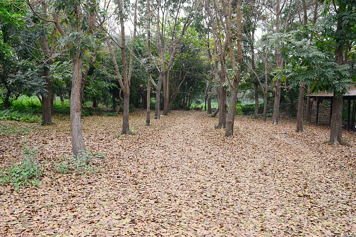 新埤鄉建功森林親水公園