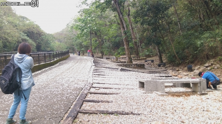 (彰化)台139線.挑水古道賞桐花遊(50P)