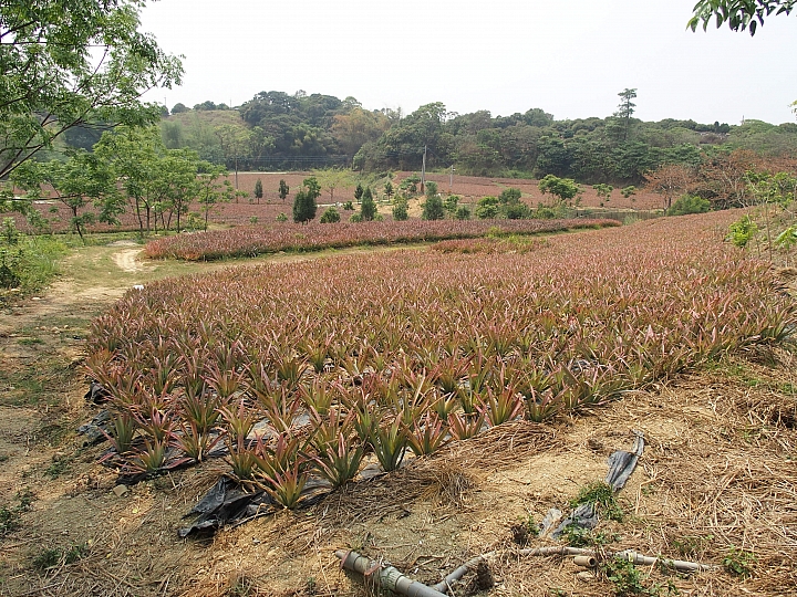 大樹有機鳳梨、玉荷包，還可以到紅豆咖啡喝大樹產的咖啡哦！