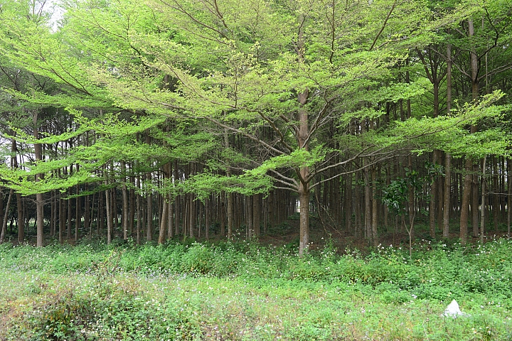 新埤鄉建功森林親水公園